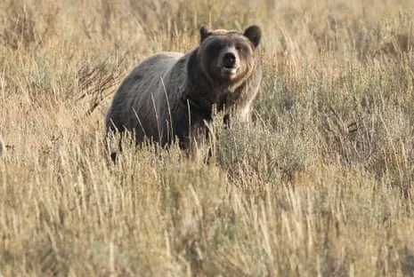 Hiker Assaulted by Grizzly in Yellowstone Flown to Hospital
