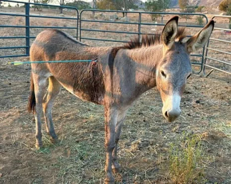 Wild Ass Healing Following Latest Arrow Attack on Free-Roaming Asses in California