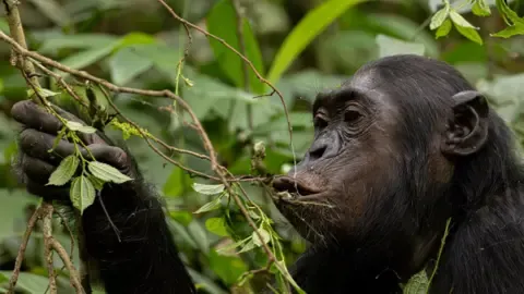 Chimpanzees Consuming an Amount Equal of a Beer Each Day from Fermented Produce, Investigation Reveals